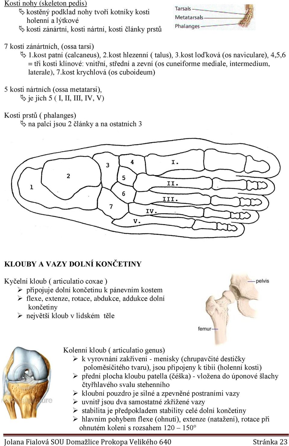kost krychlová (os cuboideum) 5 kosti nártních (ossa metatarsi), je jich 5 ( I, II, III, IV, V) Kosti prstů ( phalanges) na palci jsou 2 články a na ostatních 3 KLOUBY A VAZY DOLNÍ KONČETINY Kyčelní