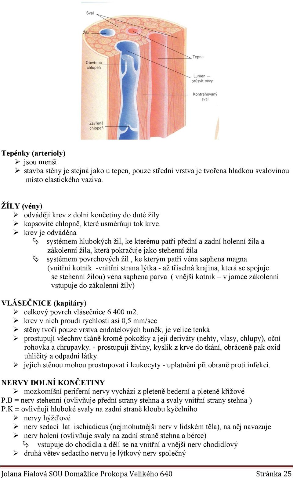 krev je odváděna systémem hlubokých žil, ke kterému patří přední a zadní holenní žíla a zákolenní žíla, která pokračuje jako stehenní žíla systémem povrchových žil, ke kterým patří véna saphena magna