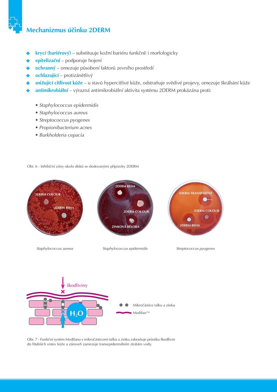 Staphylococcus epidermidis Staphylococcus aureus Streptococcus pyogenes Propionibacterium acnes Burkholderia cepacia Obr.
