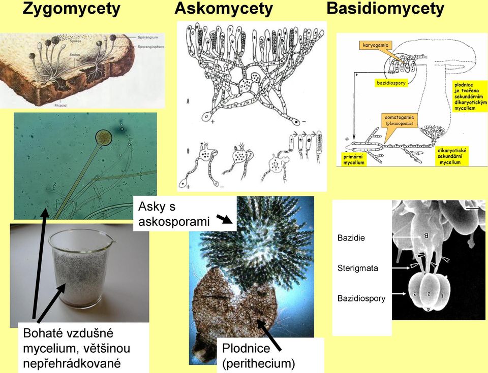 Bazidiospory Bohaté vzdušné mycelium,