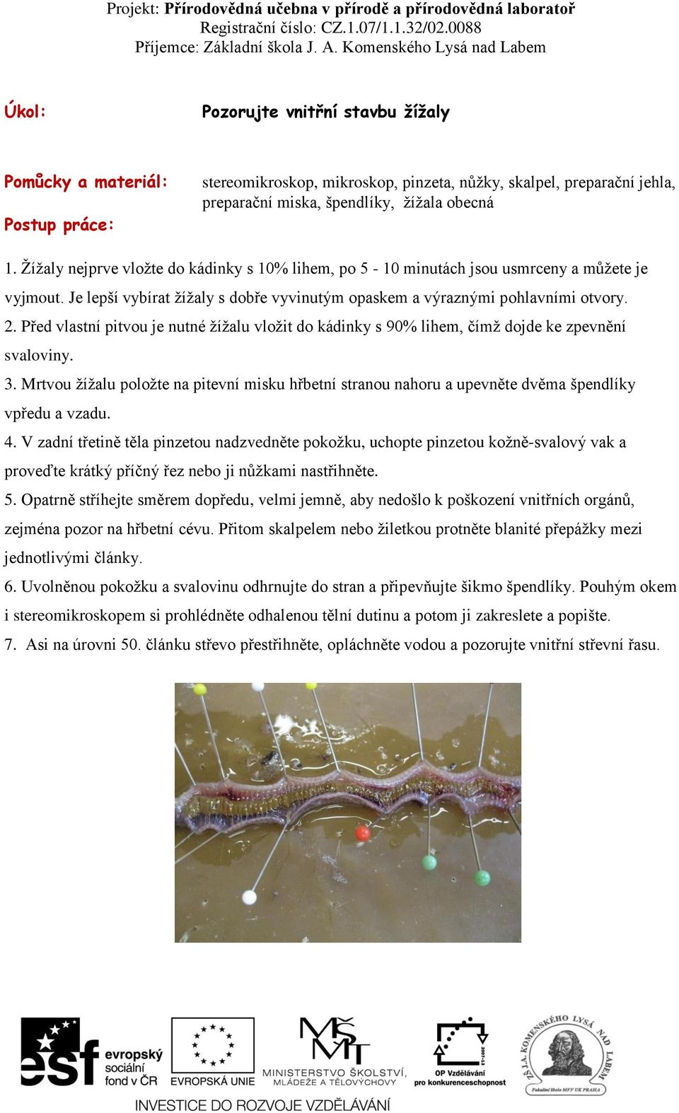 Před vlastní pitvou je nutné žížalu vložit do kádinky s 90% lihem, čímž dojde ke zpevnění svaloviny. 3.