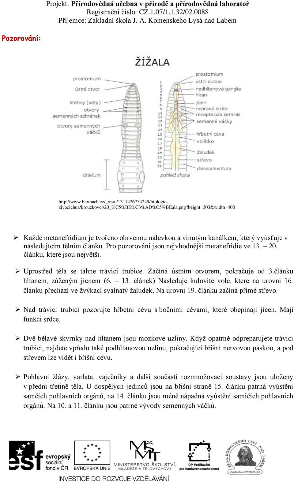 článku, které jsou největší. Uprostřed těla se táhne trávicí trubice. Začíná ústním otvorem, pokračuje od 3.článku hltanem, zúženým jícnem (6. 13. článek) Následuje kulovité vole, které na úrovni 16.