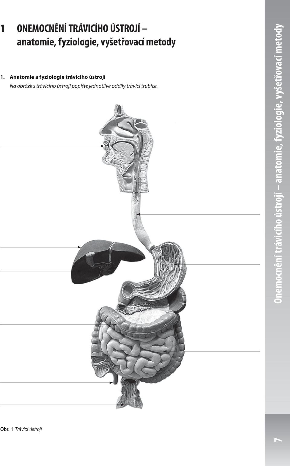 Anatomie a fyziologie trávicího ústrojí Na obrázku trávicího ústrojí