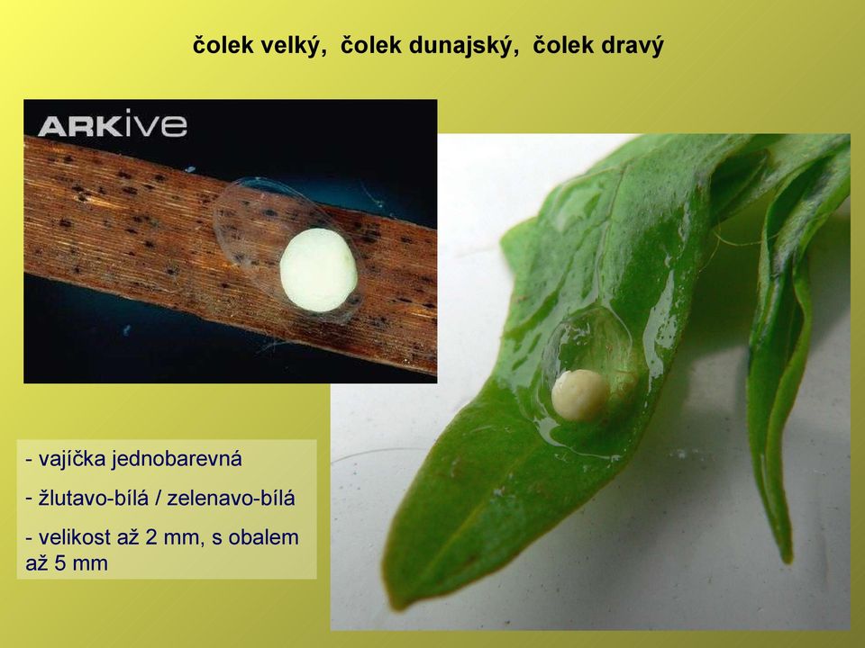 jednobarevná - žlutavo-bílá /