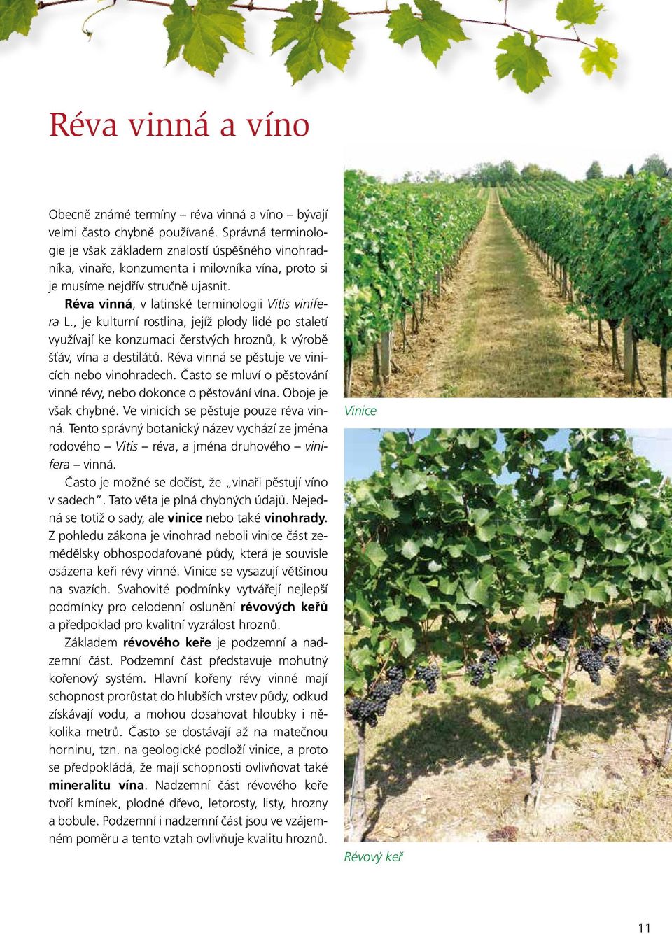 Réva vinná, v latinské terminologii Vitis vinifera L., je kulturní rostlina, jejíž plody lidé po staletí využívají ke konzumaci čerstvých hroznů, k výrobě šťáv, vína a destilátů.