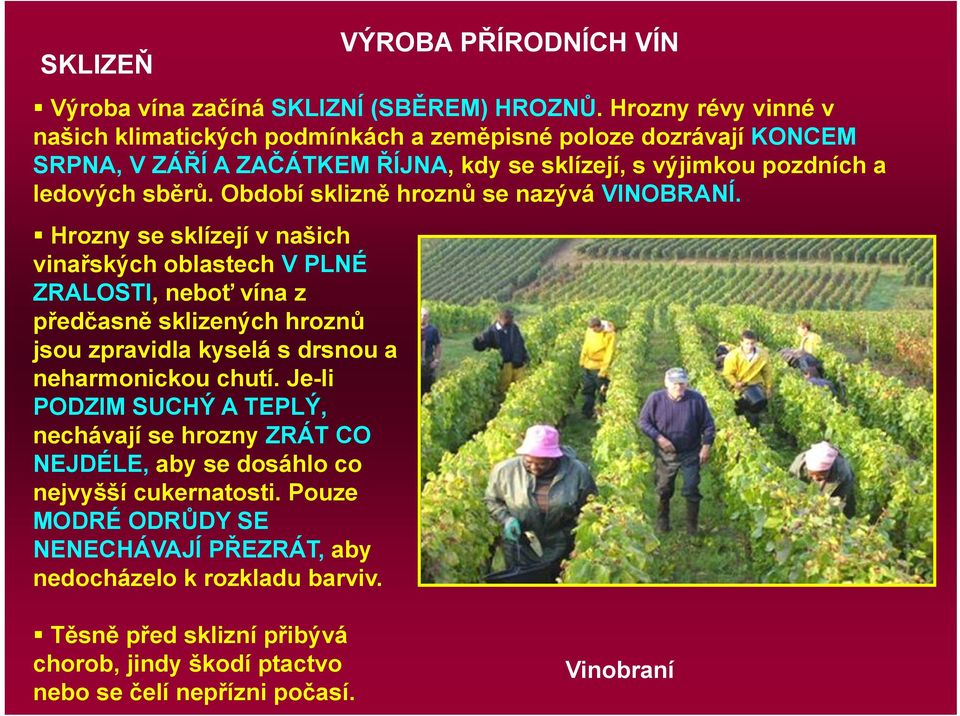 Období sklizně hroznů se nazývá VINOBRANÍ.