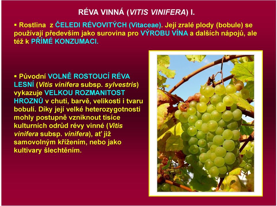 Původní VOLNĚ ROSTOUCÍ RÉVA LESNÍ (Vitis vinifera subsp.