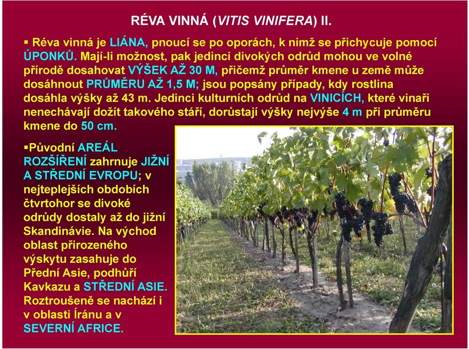 dosáhla výšky až 43 m. Jedinci kulturních odrůd na VINICÍCH, které vinaři nenechávají dožít takového stáří, dorůstají výšky nejvýše 4 mpři průměru kmene do 50 cm.