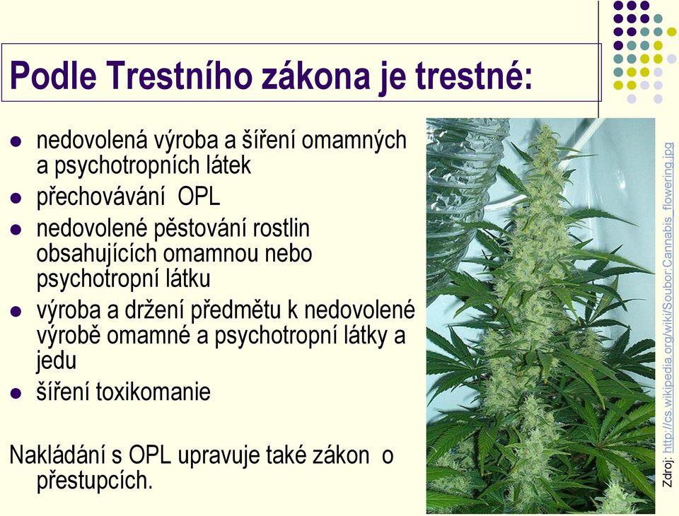 přechovávání OPL nedovolené pěstování rostlin obsahujících omamnou nebo psychotropní látku výroba a