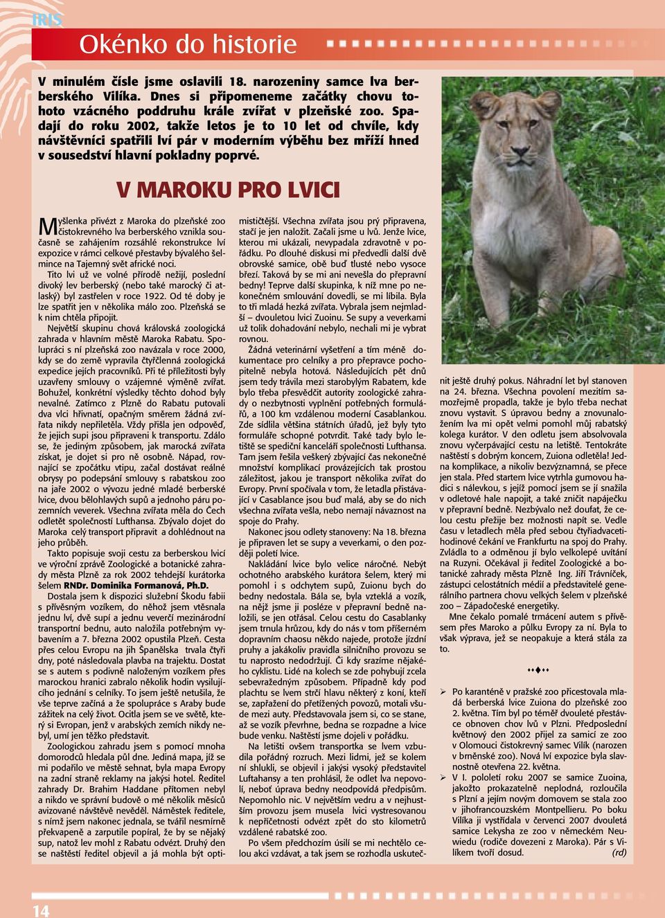 V Maroku pro lvici Myšlenka přivézt z Maroka do plzeňské zoo čistokrevného lva berberského vznikla současně se zahájením rozsáhlé rekonstrukce lví expozice v rámci celkové přestavby bývalého šelmince