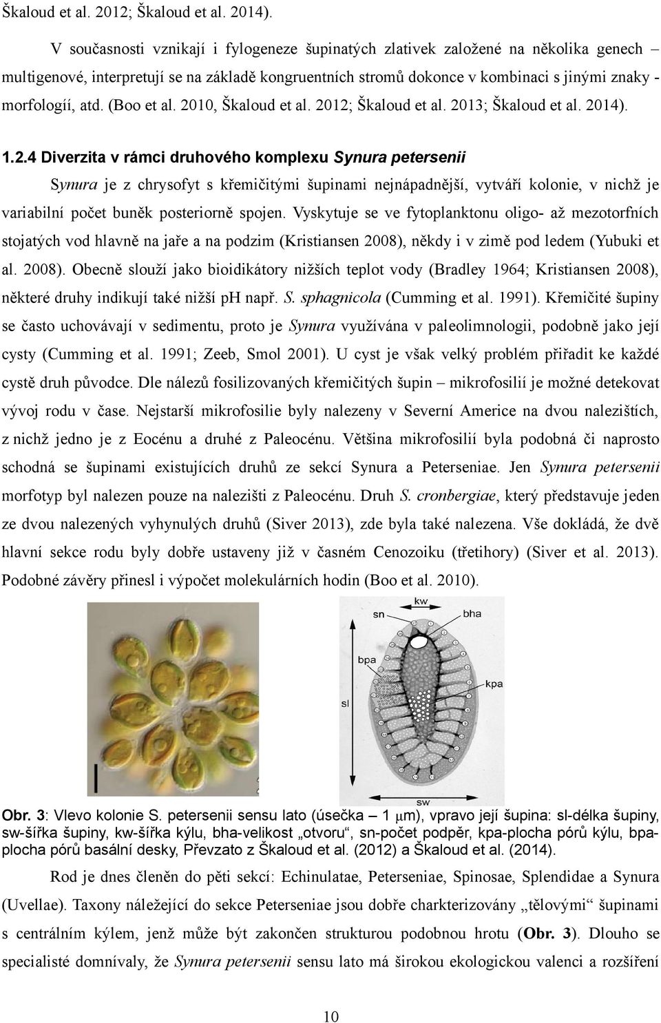 (Boo et al. 2010, Škaloud et al. 2012; Škaloud et al. 2013; Škaloud et al. 2014). 1.2.4 Diverzita v rámci druhového komplexu Synura ersenii Synura je z chrysofyt s křemičitými šupinami nejnápadnější, vytváří kolonie, v nichž je variabilní počet buněk posteriorně spojen.
