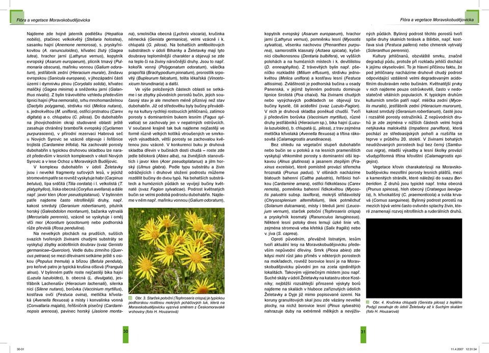 ranunculoides), křivatec žlutý (Gagea lutea), hrachor jarní (Lathyrus vernus), kopytník evropský (Asarum europaeum), plicník tmavý (Pulmonaria obscura), mařinku vonnou (Galium odoratum), jestřábník