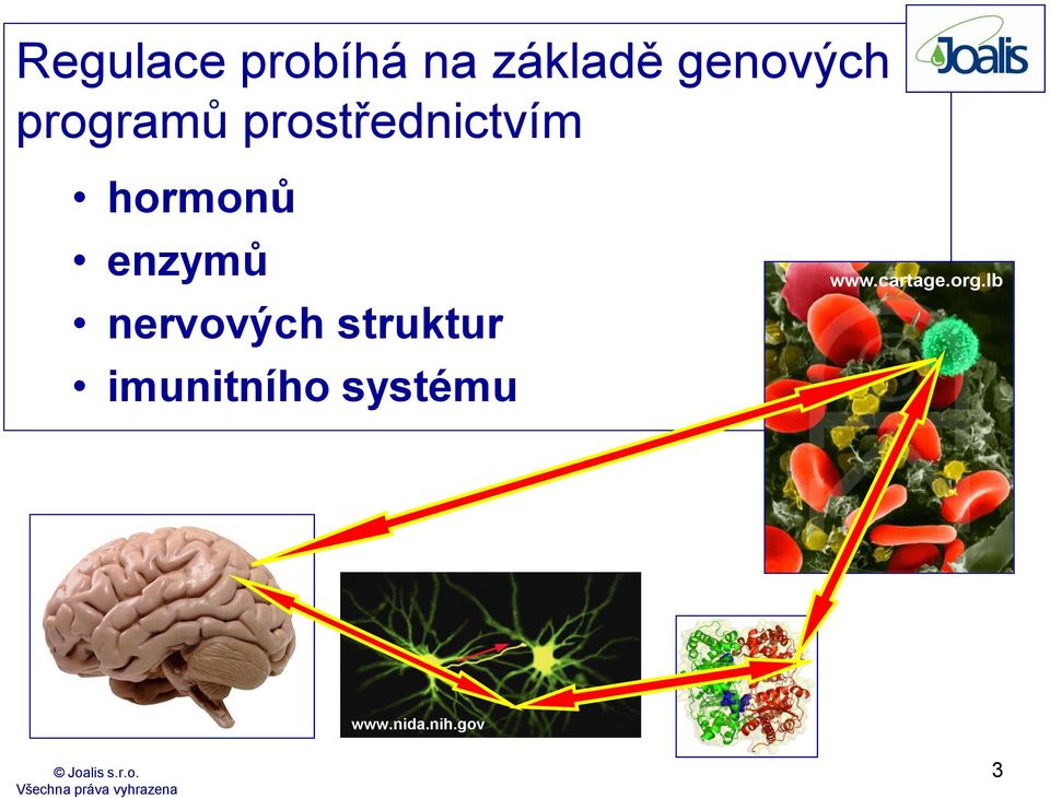 enzymů nervových struktur imunitního