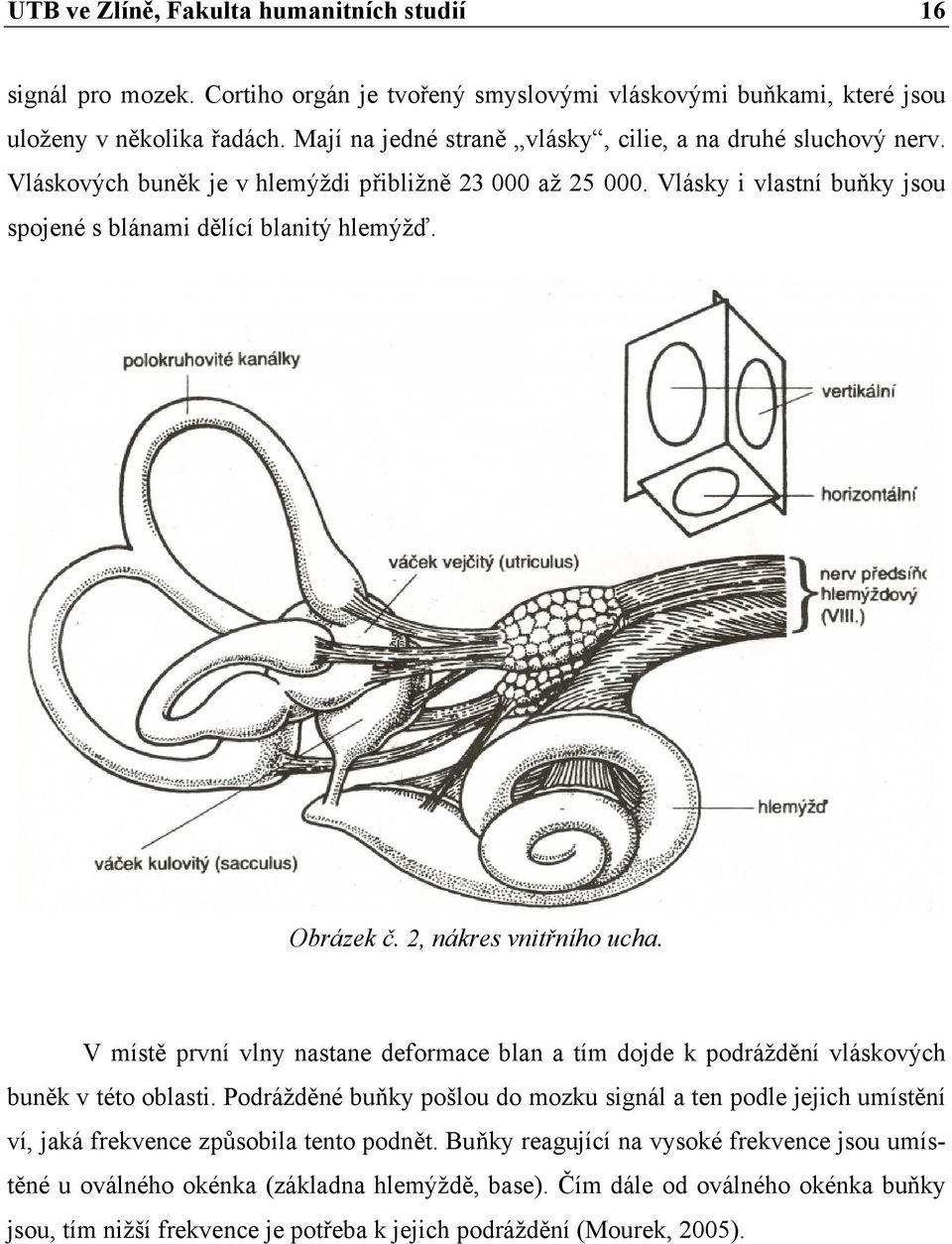 Obrázek č. 2, nákres vnitřního ucha. V místě první vlny nastane deformace blan a tím dojde k podráždění vláskových buněk v této oblasti.