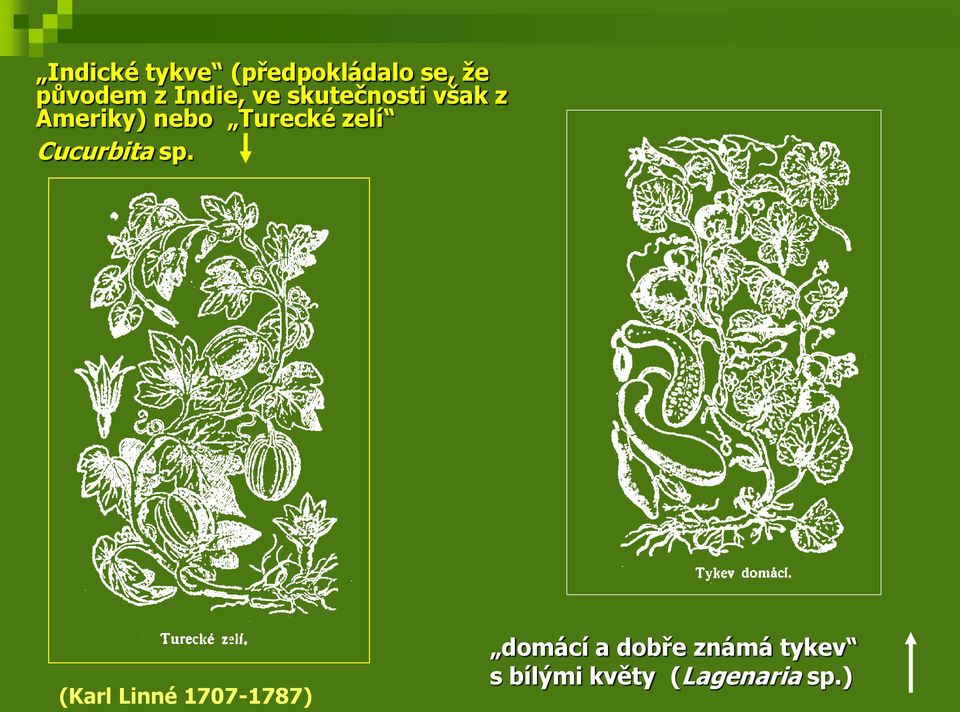Turecké zelí Cucurbita sp.
