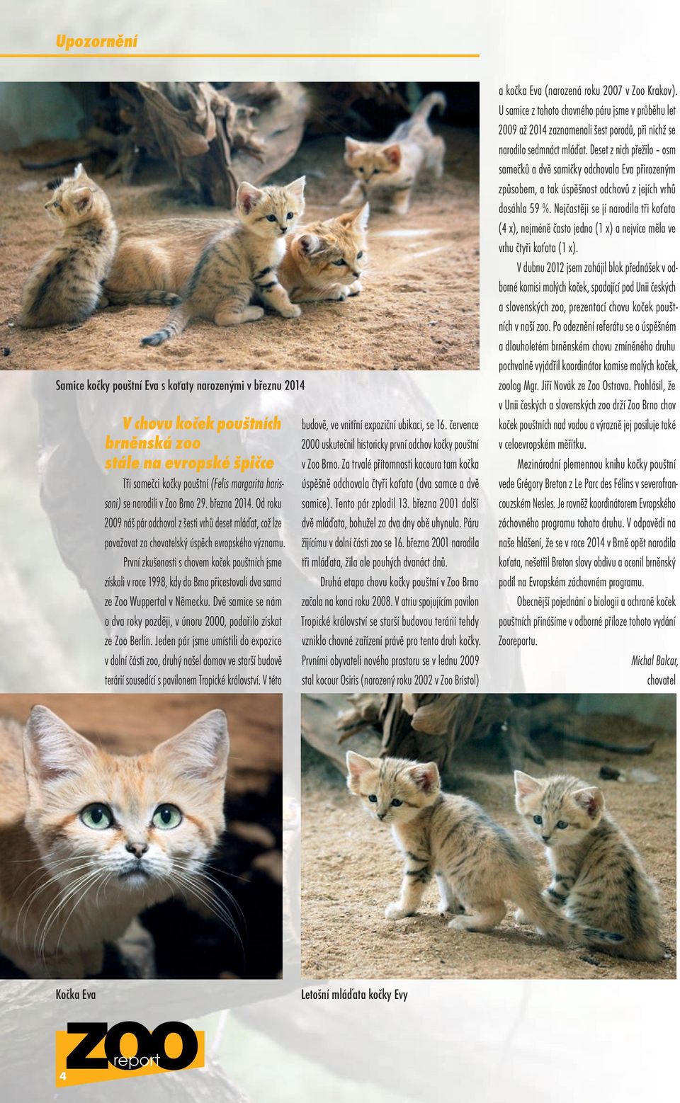 První zkušenosti s chovem koček pouštních jsme získali v roce 1998, kdy do Brna přicestovali dva samci ze Zoo Wuppertal v Německu.