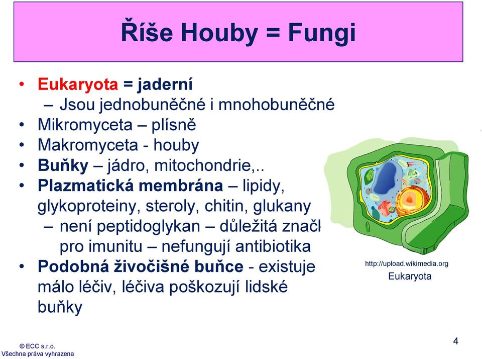 . Plazmatická membrána lipidy, glykoproteiny, steroly, chitin, glukany není peptidoglykan důležitá