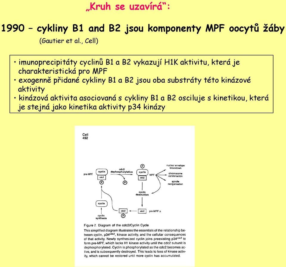 MPF exogenně přidané cykliny B1 a B2 jsou oba substráty této kinázové aktivity kinázová