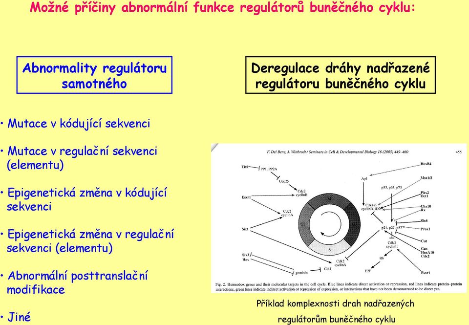 sekvenci (elementu) Epigenetická změna v kódující sekvenci Epigenetická změna v regulační sekvenci