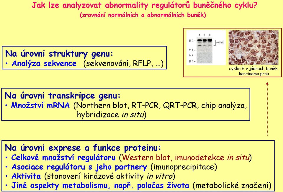 Na úrovni transkripce genu: Množství mrna (Northern blot, RT-PCR, QRT-PCR, chip analýza, hybridizace in situ) Na úrovni exprese a funkce proteinu: