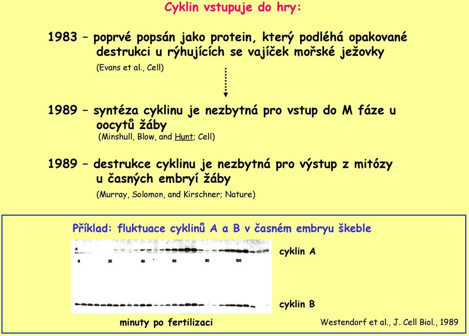 , Cell) 1989 syntéza cyklinu je nezbytná pro vstup do M fáze u oocytů žáby (Minshull, Blow, and Hunt; Cell) 1989 destrukce