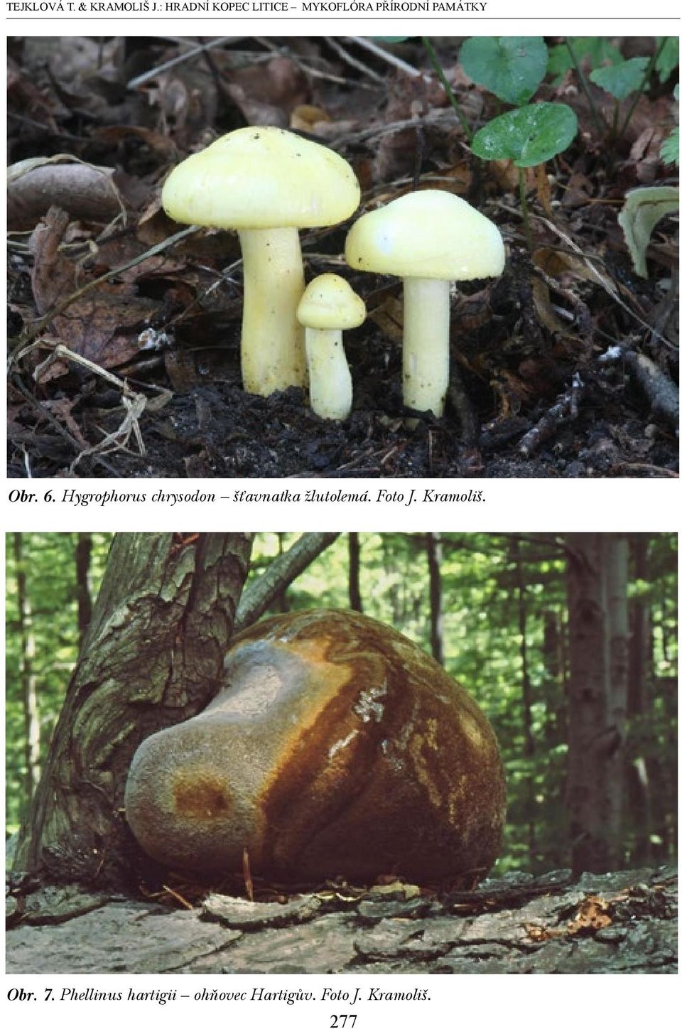 6. Hygrophorus chrysodon šťavnatka žlutolemá. Foto J.