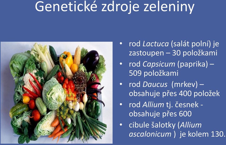 rod Daucus (mrkev) obsahuje přes 400 položek rod Allium tj.