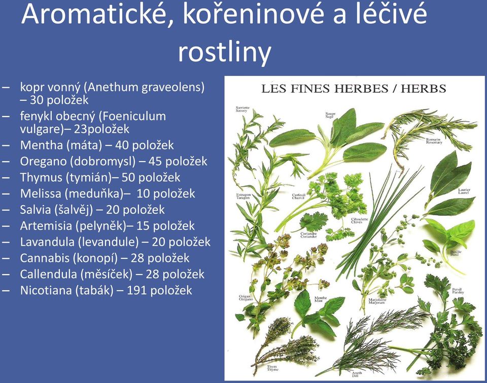 Melissa (meduňka) 10 položek Salvia (šalvěj) 20 položek Artemisia (pelyněk) 15 položek Lavandula