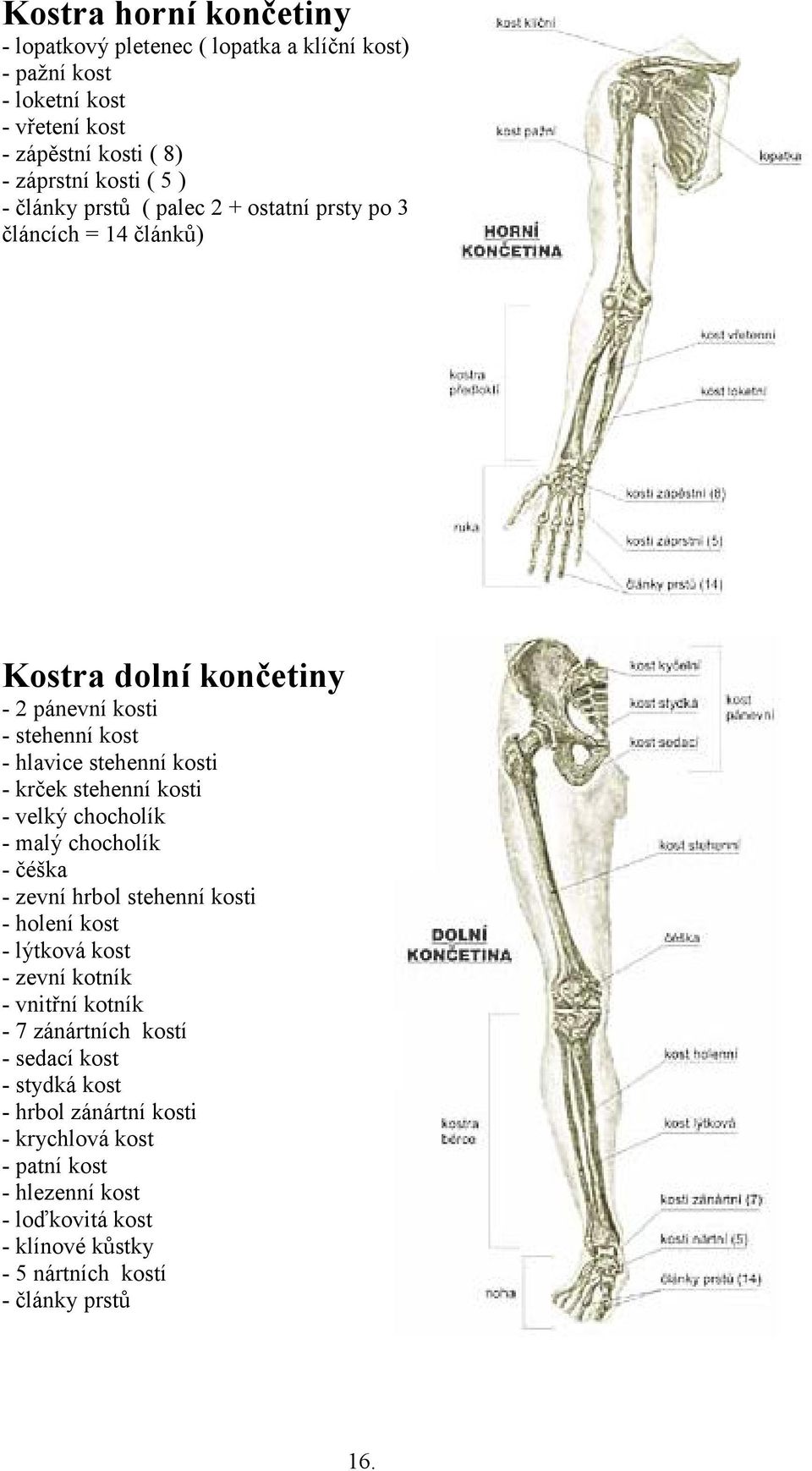 stehenní kosti - velký chocholík - malý chocholík - čéška - zevní hrbol stehenní kosti - holení kost - lýtková kost - zevní kotník - vnitřní kotník - 7 zánártních
