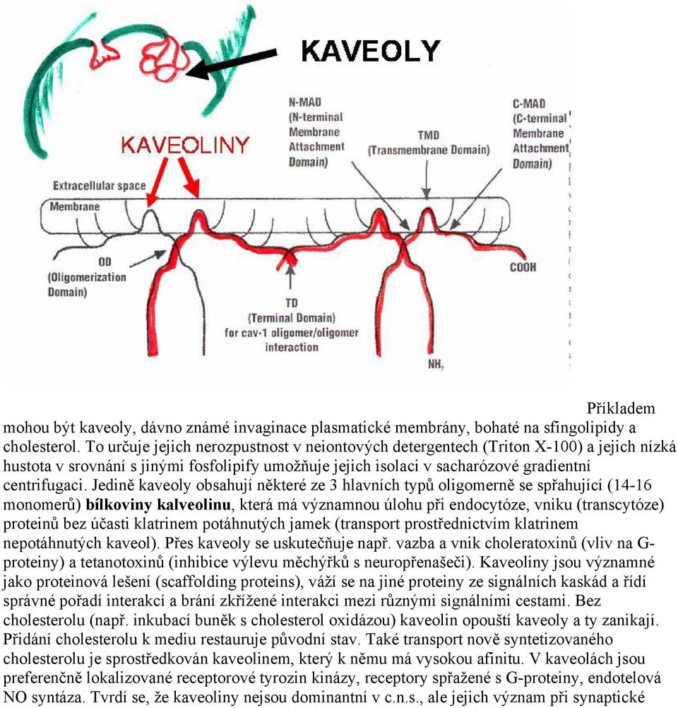 Jedině kaveoly obsahují některé ze 3 hlavních typů oligomerně se spřahující (14-16 monomerů) bílkoviny kalveolinu, která má významnou úlohu při endocytóze, vniku (transcytóze) proteinů bez účasti