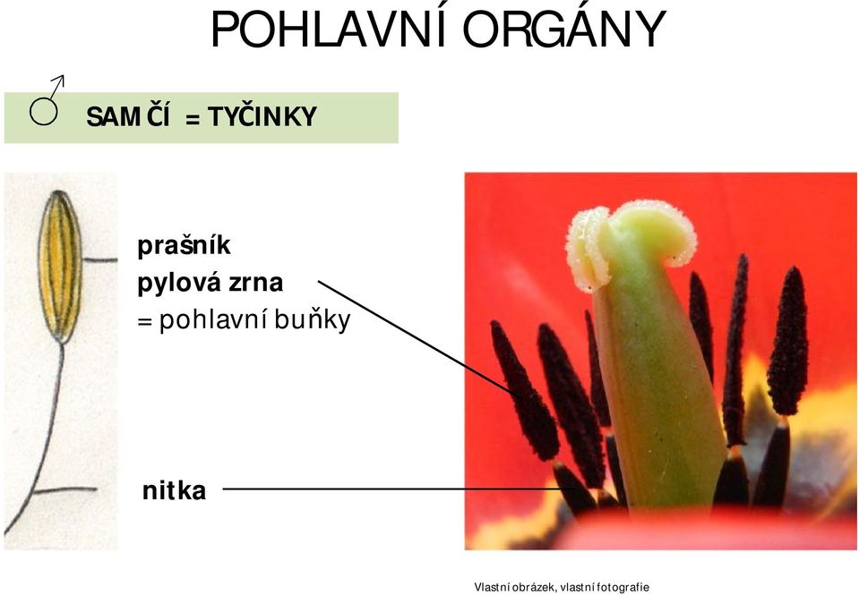 = pohlavní buňky nitka