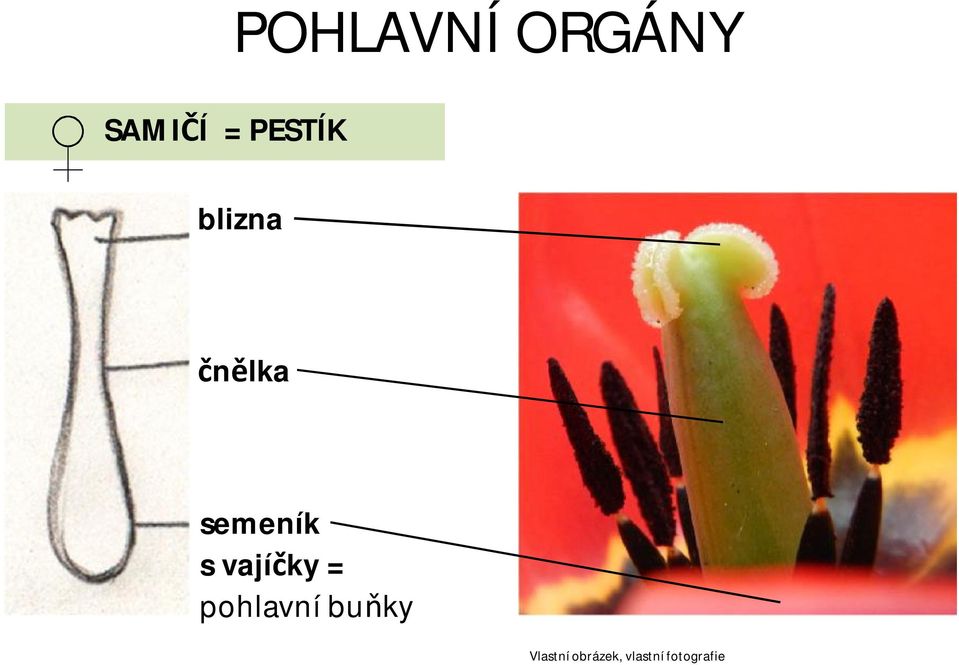 svajíčky = pohlavní buňky