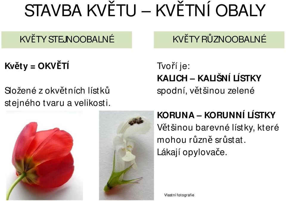 KVĚTY RŮZNOOBALNÉ Tvoří je: KALICH KALIŠNÍ LÍSTKY spodní, většinou zelené