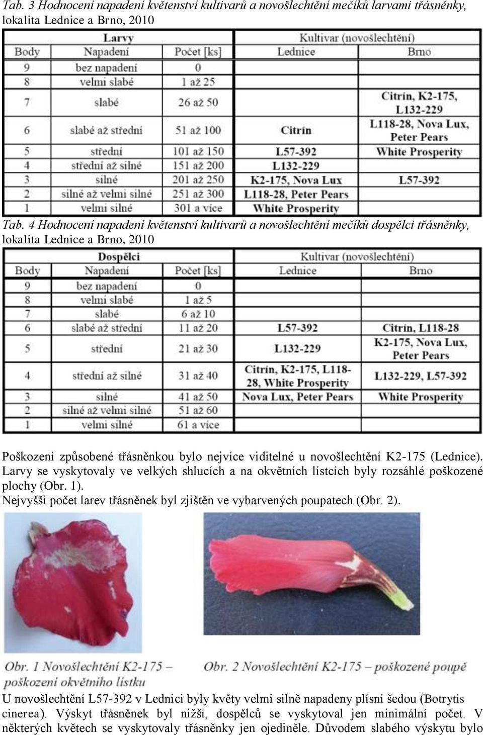 (Lednice). Larvy se vyskytovaly ve velkých shlucích a na okvětních lístcích byly rozsáhlé poškozené plochy (Obr. 1). Nejvyšší počet larev třásněnek byl zjištěn ve vybarvených poupatech (Obr.