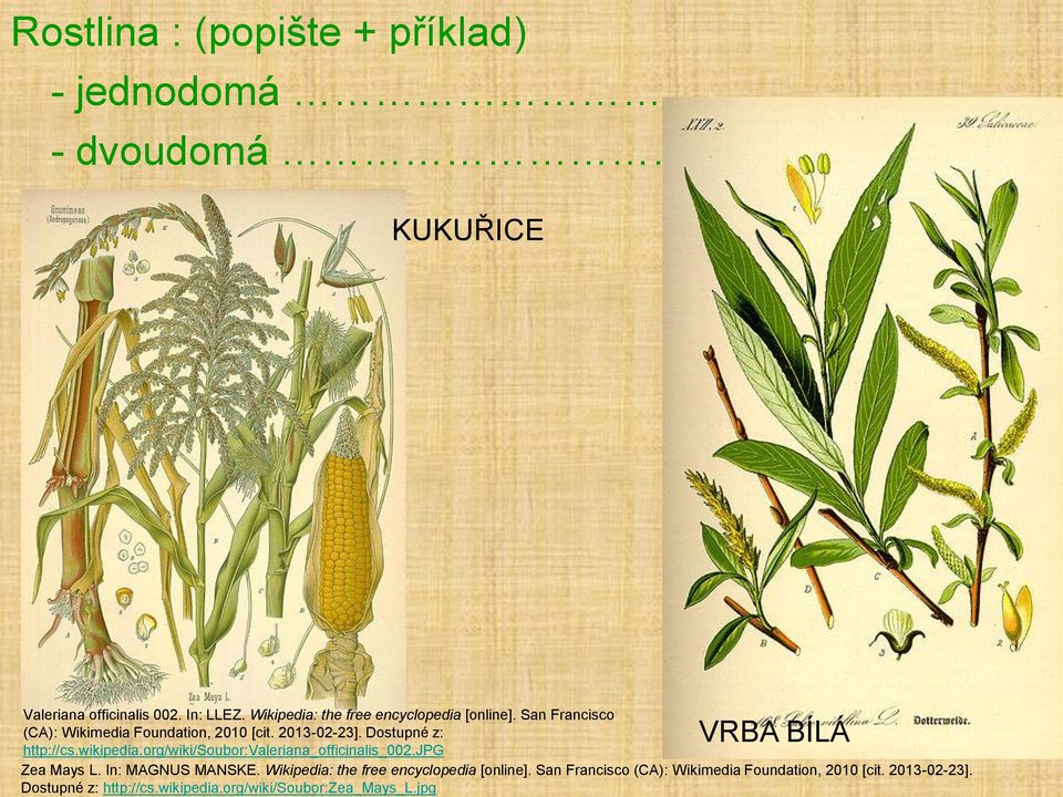 Dostupné z: VRBA BÍLÁ http://cs.wikipedia.org/wiki/soubor:valeriana_officinalis_002.jpg Zea Mays L. In: MAGNUS MANSKE.