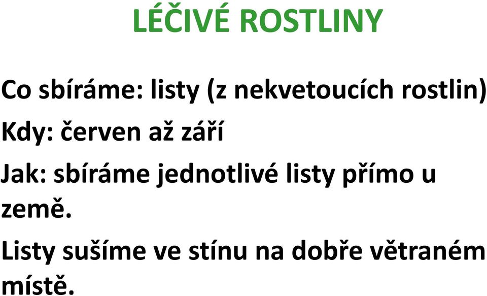 sbíráme jednotlivé listy přímo u země.