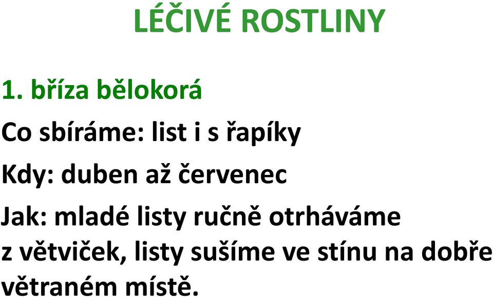 mladé listy ručně otrháváme z větviček,