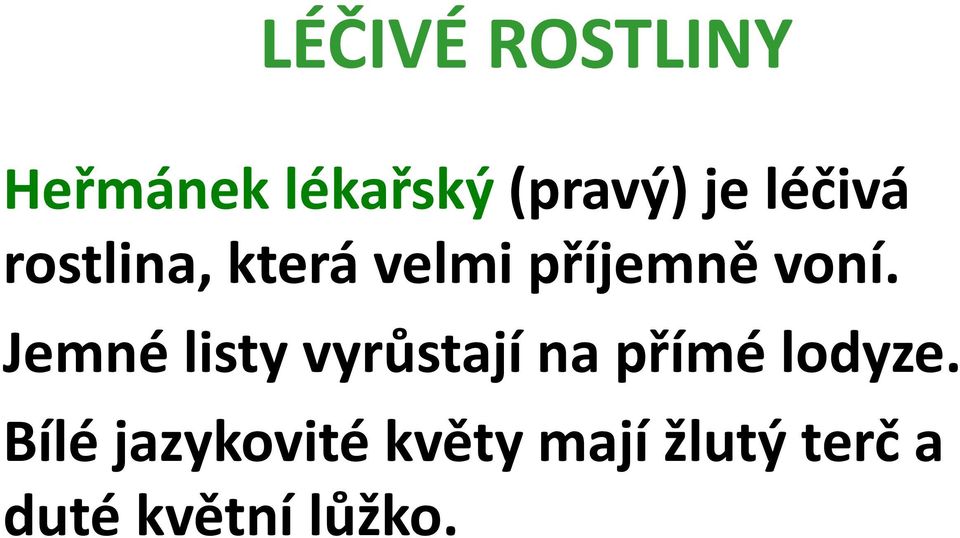 Jemné listy vyrůstají na přímé lodyze.