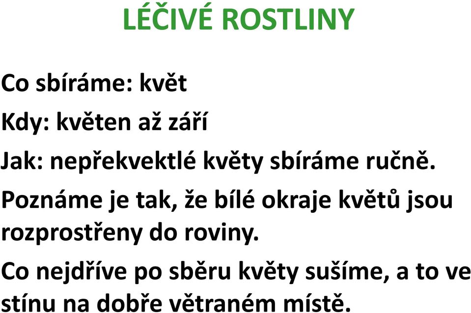 Poznáme je tak, že bílé okraje květů jsou