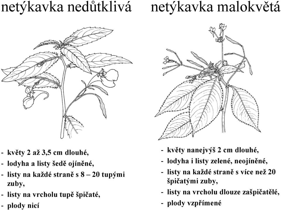 malokvětá - květy nanejvýš 2 cm dlouhé, - lodyha i listy zelené, neojíněné, - listy na