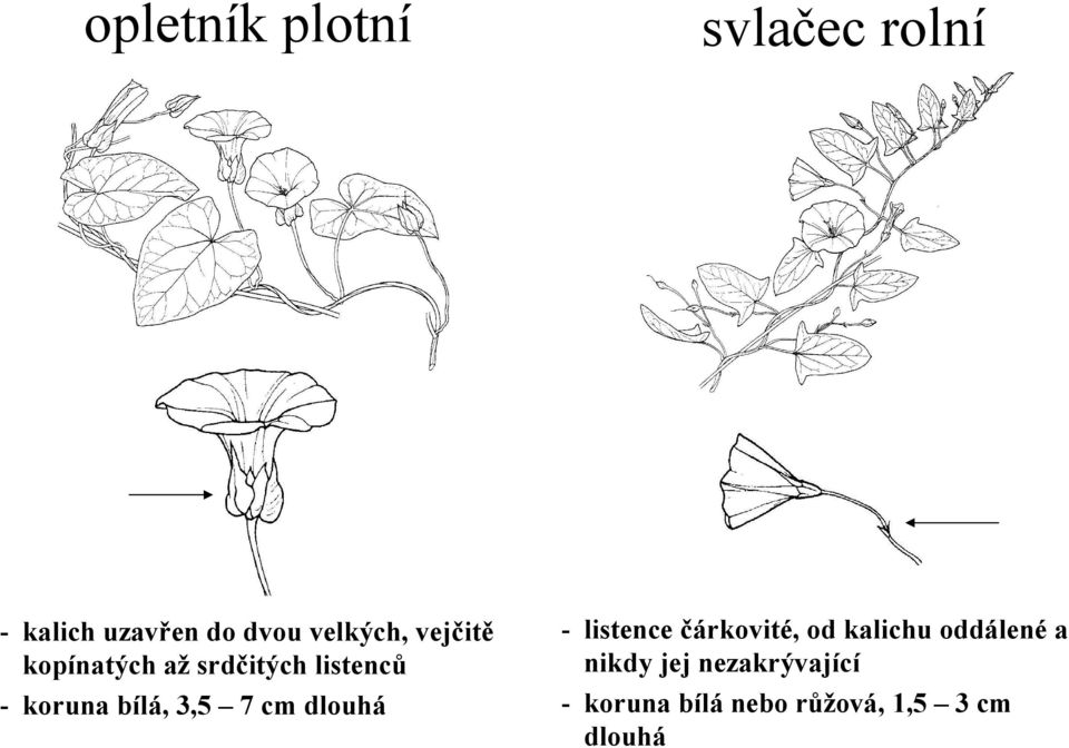 dlouhá svlačec rolní - listence čárkovité, od kalichu