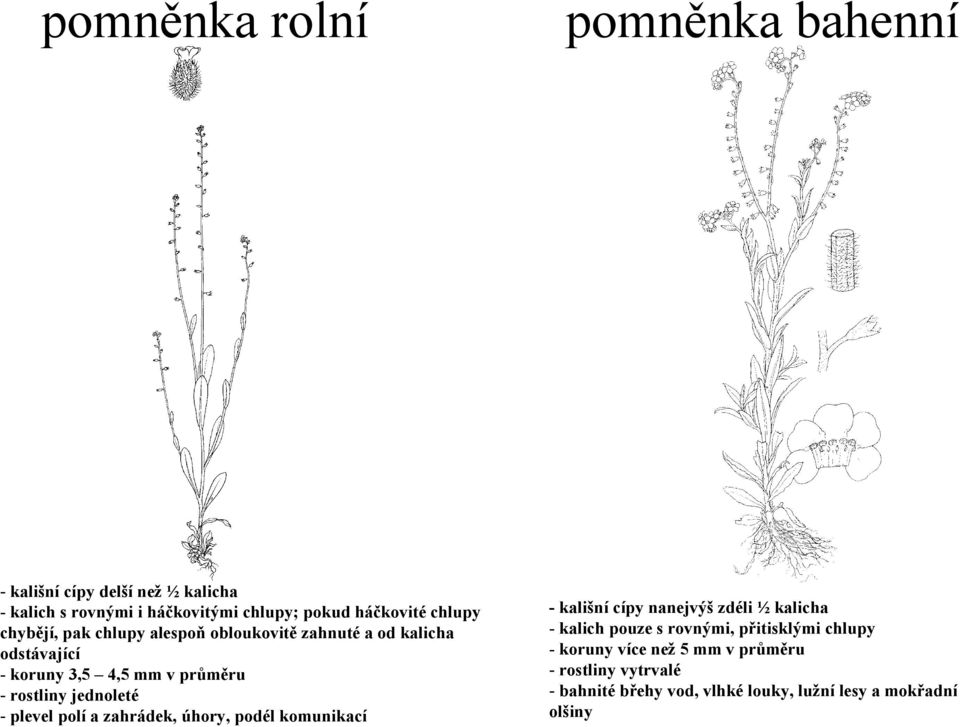 zahrádek, úhory, podél komunikací pomněnka bahenní - kališní cípy nanejvýš zdéli ½ kalicha - kalich pouze s rovnými,