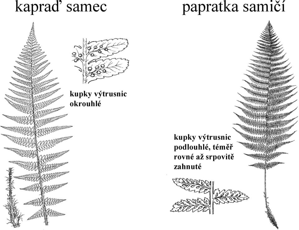 okrouhlé kupky výtrusnic