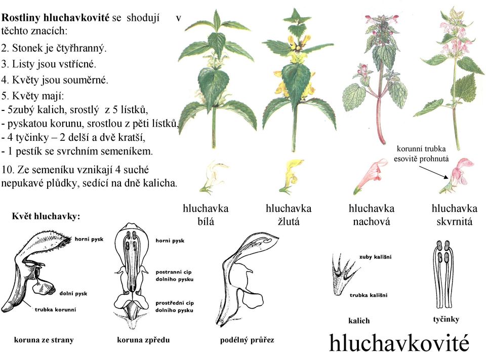 se svrchním semeníkem. korunní trubka esovitě prohnutá 10. Ze semeníku vznikají 4 suché nepukavé plůdky, sedící na dně kalicha.