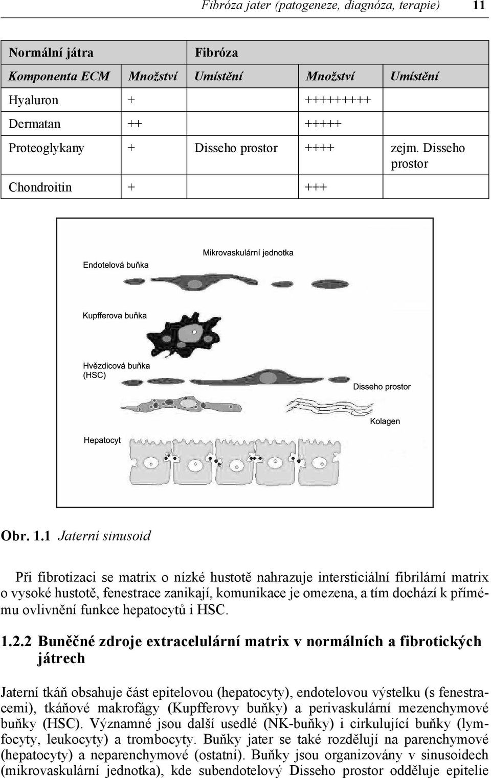 1 Jaterní sinusoid Při fibrotizaci se matrix o nízké hustotě nahrazuje intersticiální fibrilární matrix o vysoké hustotě, fenestrace zanikají, komunikace je omezena, a tím dochází k přímému ovlivnění