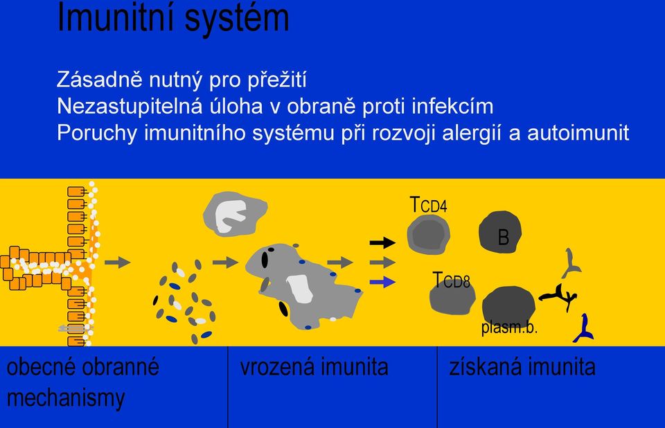 při rozvoji alergií a autoimunit TCD4 B TCD8 obecné