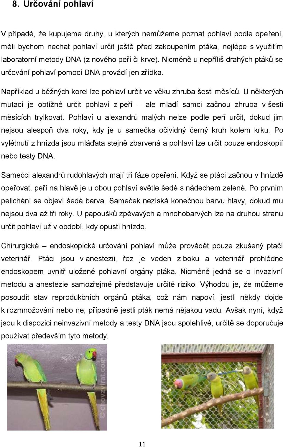 U některých mutací je obtížné určit pohlaví z peří ale mladí samci začnou zhruba v šesti měsících trylkovat.