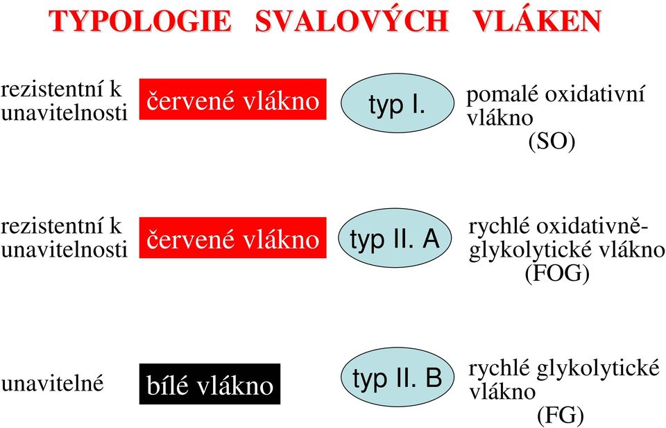 pomalé oxidativní vlákno (SO) rezistentní k unavitelnosti červené