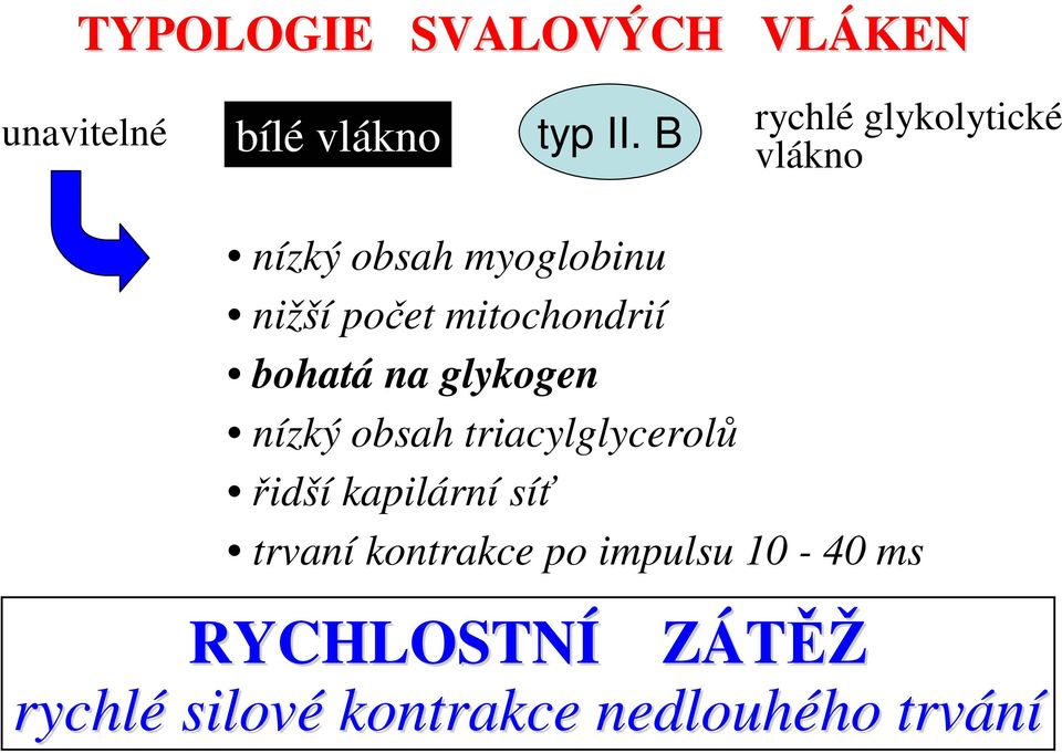 mitochondrií bohatá na glykogen nízký obsah triacylglycerolů řidší