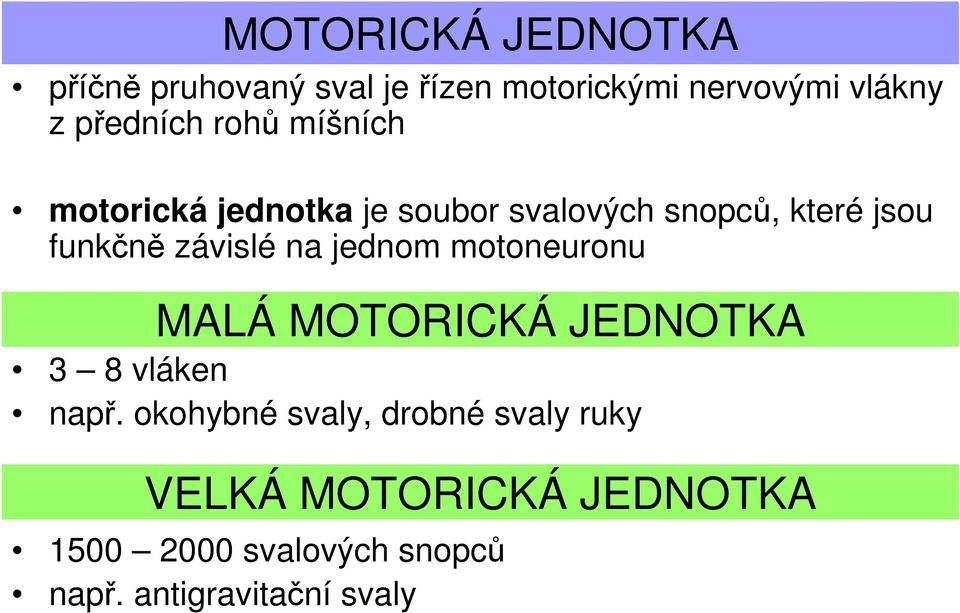 závislé na jednom motoneuronu MALÁ MOTORICKÁ JEDNOTKA 3 8 vláken např.